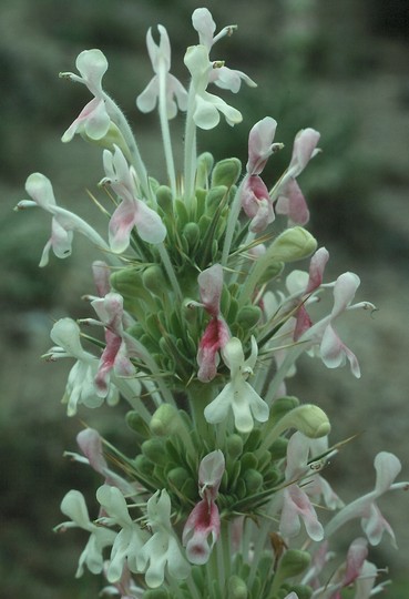 Morina persica