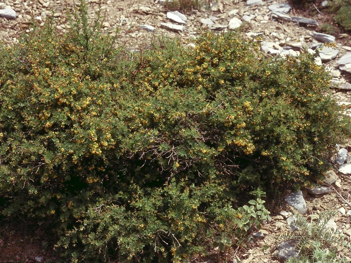 Berberis cretica