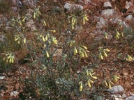 Onosma sp.