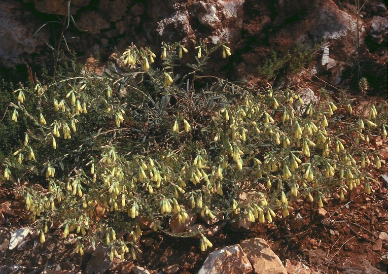 Onosma sp.