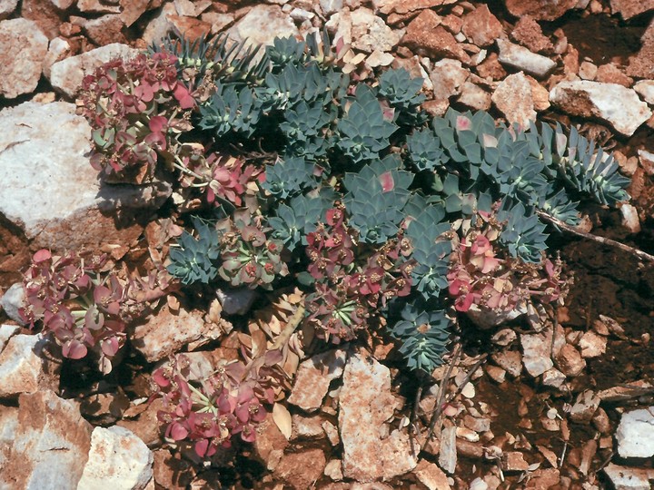 Euphorbia myrsinites