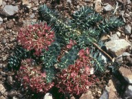 Euphorbia myrsinites