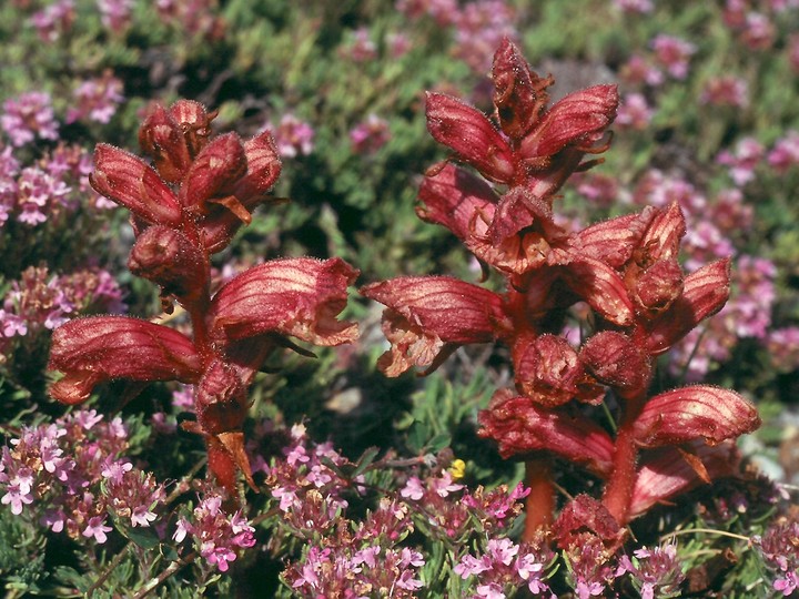 Orobanche alba