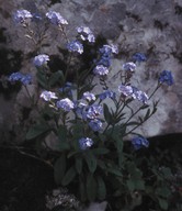 Myosotis sylvatica