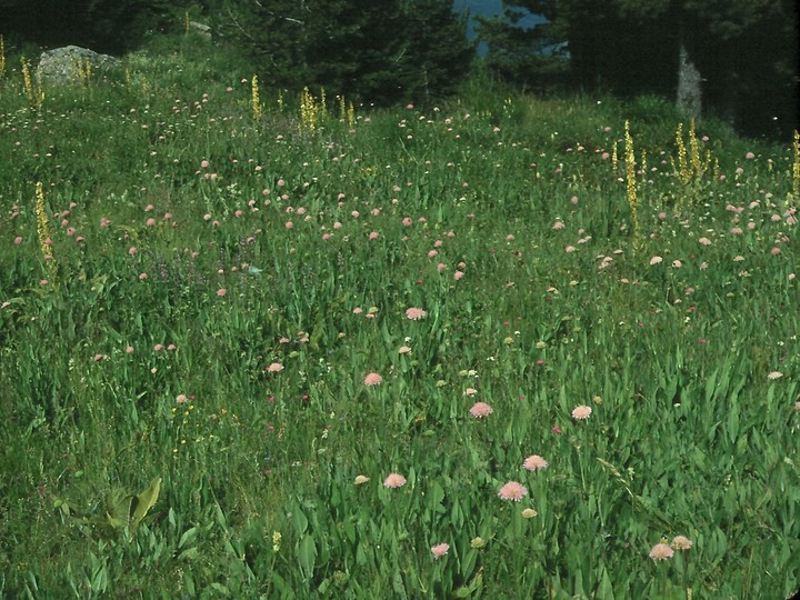 Knautia midzorensis