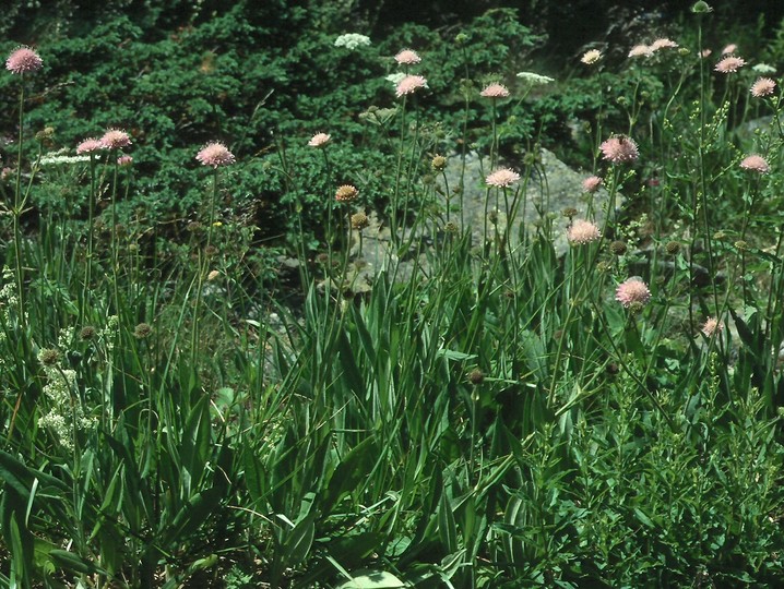 Knautia midzorensis