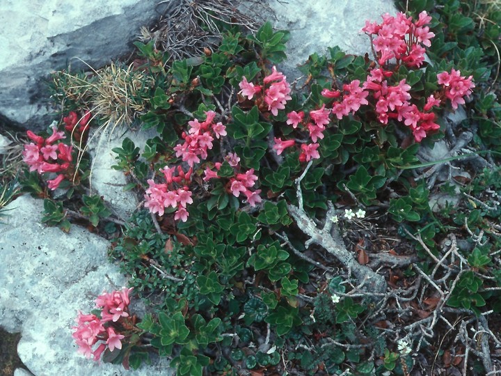 Daphne striata