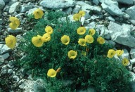 Papaver kerneri