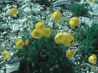 Papaver kerneri