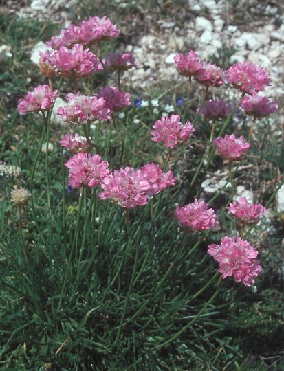 Armeria alpina