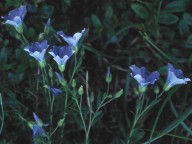 Linum perenne ssp. juliacum