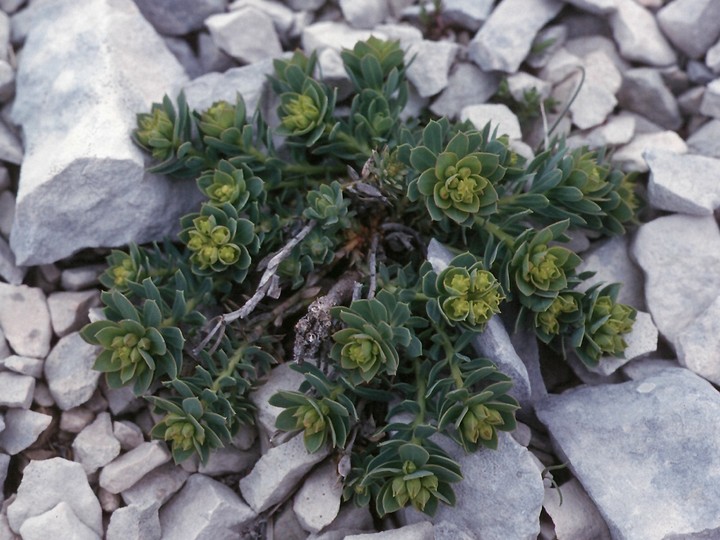 Euphorbia sp.