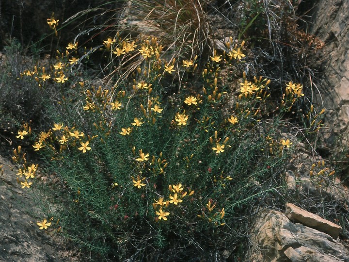 Hypericum coris