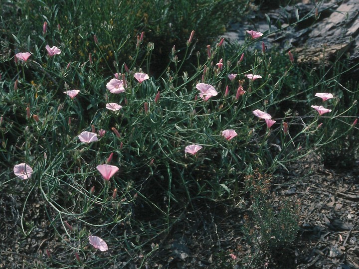 Convolvulus cantabricus