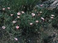 Convolvulus cantabricus