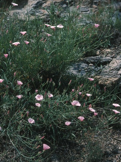 Convolvulus cantabricus