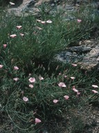 Convolvulus cantabricus