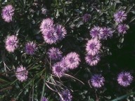 Globularia nana