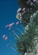 Scabiosa graminifolia