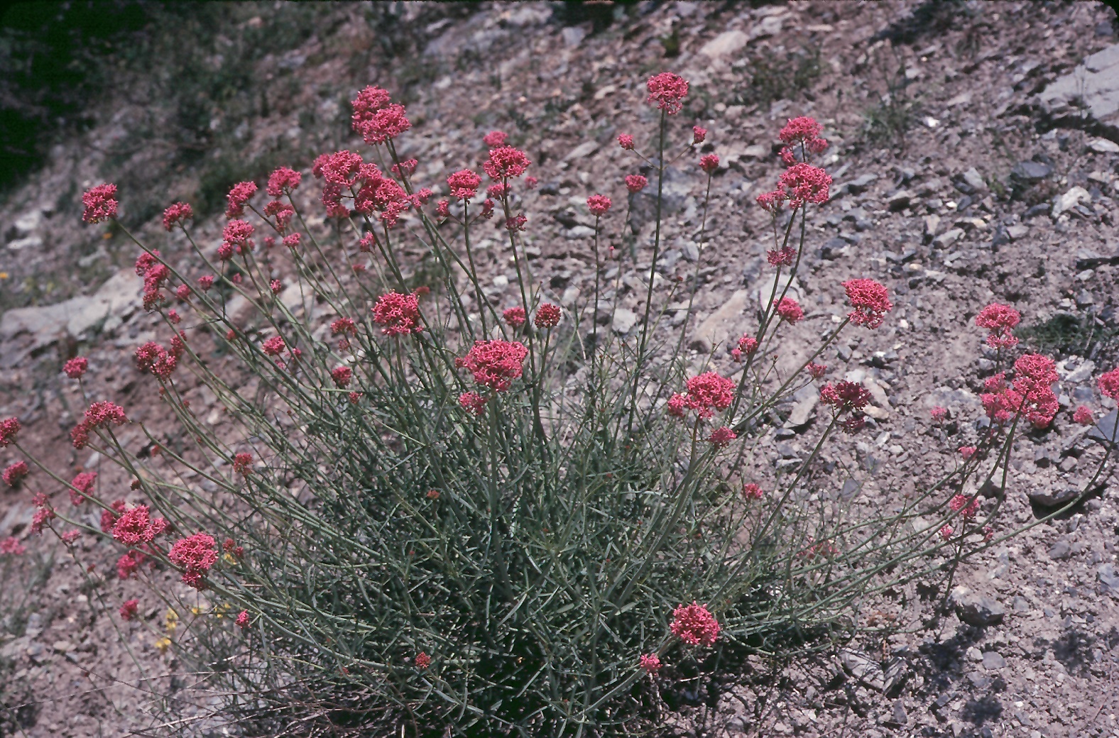 Centranthus angustifolius