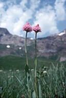 Traunsteinera globosa