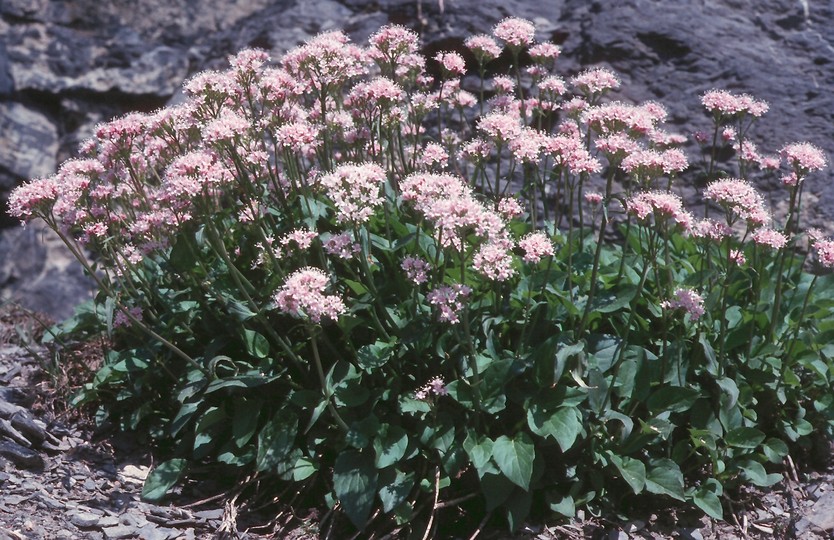 Valeriana montana