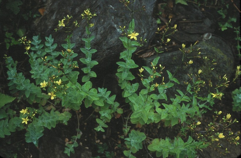 Hypericum annulatum