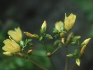 Hypericum annulatum