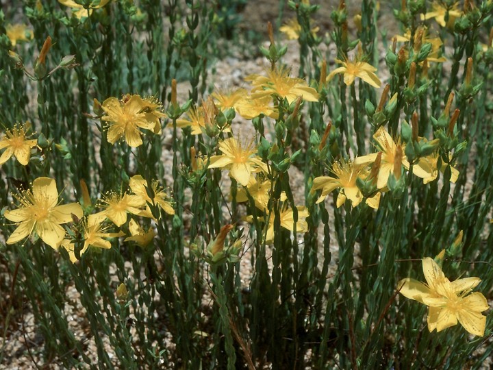 Hypericum olympicum