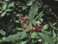 Pulmonaria rubra