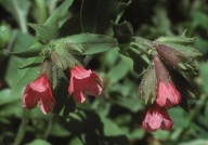 Pulmonaria rubra