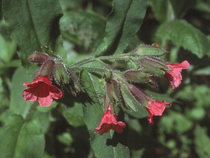 Pulmonaria rubra