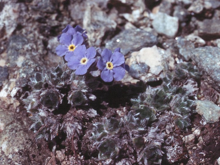 Eritrichium nanum ssp. jankae