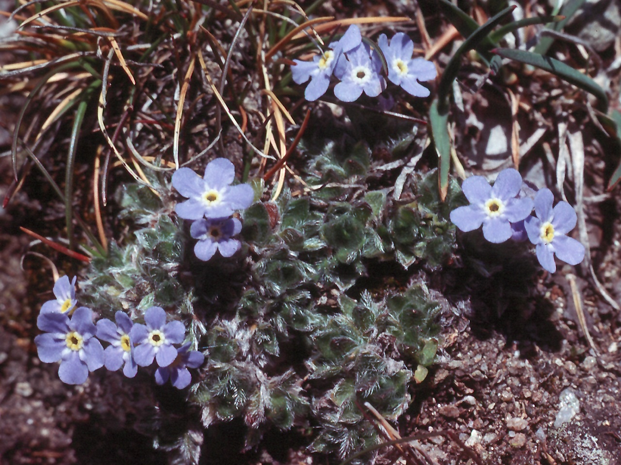 Eritrichium nanum ssp. jankae