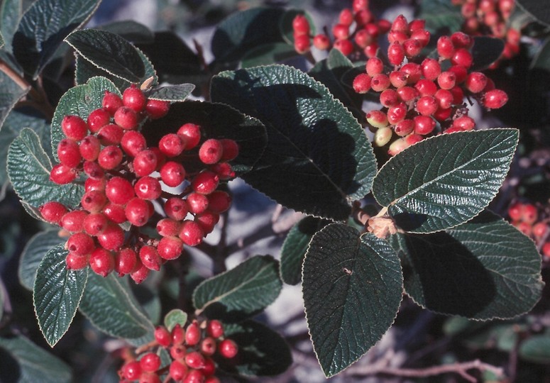 Viburnum lantana