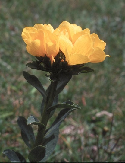 Linum capitatum?