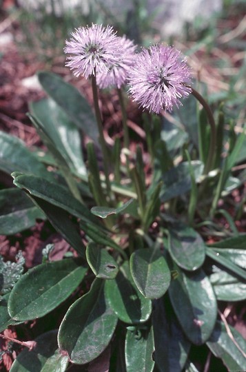 Globularia nudicaulis