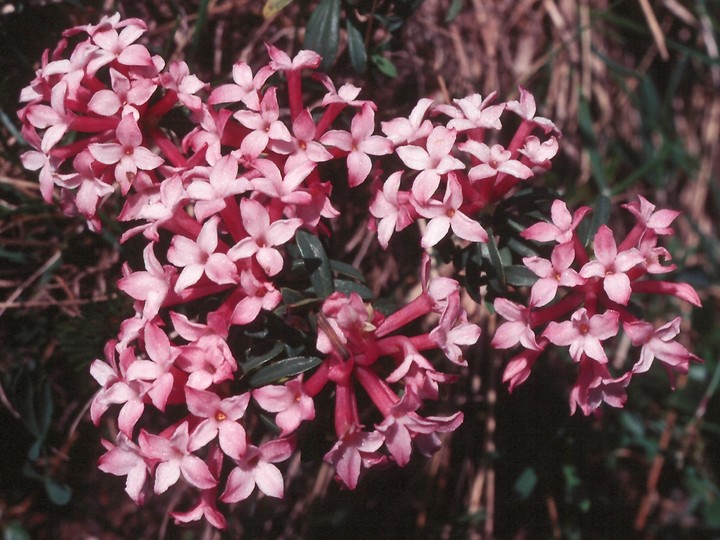 Daphne striata