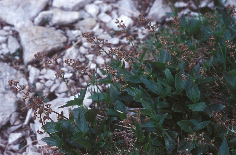 Valeriana elongata?