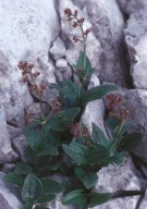 Valeriana elongata?