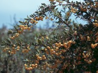 Berberis cretica