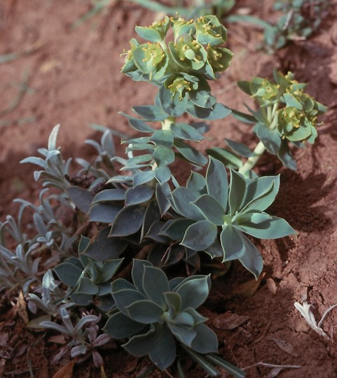 Euphorbia myrsinites