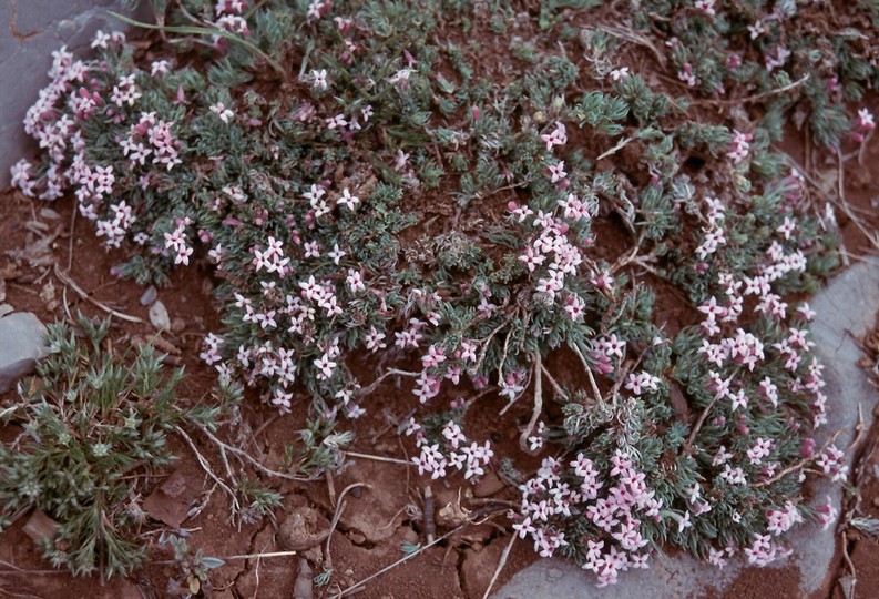 Asperula boissieri