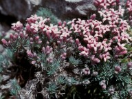 Asperula boissieri