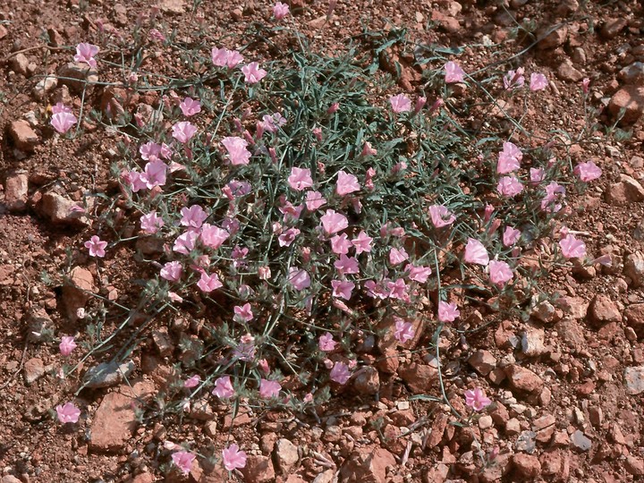 Convolvulus cantabricus