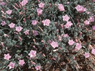 Convolvulus cantabricus