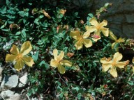 Hypericum rumeliacum