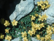 Hypericum rumeliacum