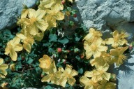 Hypericum rumeliacum