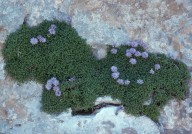 Globularia meridionalis